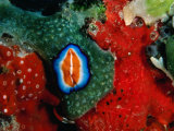 Flatworms and Other Creatures at Hannes Reef  Maldives