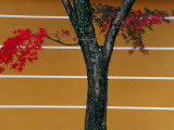 Bright Red Maple Leaves Against a Yellow Temple Wall  Kyoto  Kinki  Japan 