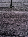 Yacht Sailing into Piraeus at Last Light  Athens  Attica  Greece