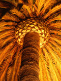 Extraordinary Palm Tree Illuminated in Front of the Santa Barbara County Courthouse  California