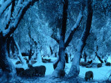 Winter Scene in a Forest on Mt Tian Shan  Xinjiang  China
