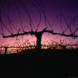 Chardonnay Cordon at Sunset on the Walker Ranch in the Napa Valley  California  USA