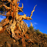 Gnarled Roots and Trunk of Bristlecone Pine  White Mountains National Park  USA