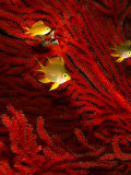 Juvenile Golden Damsels in Branches of Red Seafan in Fantasy Dome  Fiji