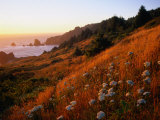 Morning Light Over Mushrooms in Cape Ferrelo  Boardman State Park  Brookings  USA