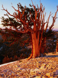Bristlecone Pine in the White Mountains  eastern California