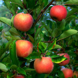 Ripe Apples on a Tree at the Apple Farm  Anderson Valley  Mendocino  California  USA