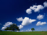 Oak Trees and Clouds in Spring  Foothills of Sierra Nevada  USA