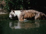 White Tiger Walking Through Pool of Water in Zoo  India