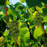 Chardonnay Grapes from the Napa Valley in California  Napa Valley  California  USA