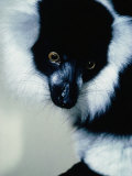White Ruffled Lemur (Lemur Variegaturs)  Madagascar