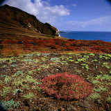 The Endemic Succulent Sesuvium at Punta Pitt  Isla San Cristobal  Galapagos  Ecuador