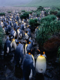 King Penguins (Aptenodytes Patagonicus) at Lusitania Bay Rookery  Macquarie Island  Antarctica