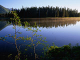Trees Reflected in Lake Grand Teton National Park  Wyoming  USA