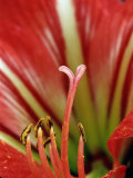 Detail of Tropical Blossom  Chile