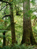 Trees in Forest Mt Field National Park  Tasmania  Australia