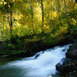 Stream Flowing Past Leafy Trees in Sierra Nevada Mountains  Ansel Adams Wilderness Area  USA