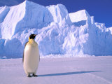 Emperor Penguins  Cape Darnley  Australian Antarctic Territory  Antarctica