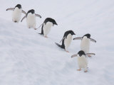 Group of Adelie Penguins at Steep Face of an Iceberg  Antarctic Peninsula