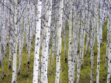 Aspen Grove near East Glacier  Montana  USA