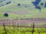 View Overlooking the Viansa Winery  Sonoma Valley  California  USA