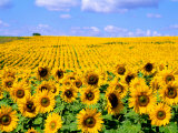 Wild Colors of Sunflowers  Jamestown  North Dakota  USA
