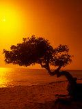Lone Divi Divi Tree at Sunset  Aruba