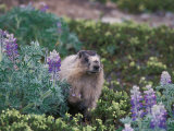 Hoary Marmot Feeding on Silky Lupine in Kenai Fjords National Park  Alaska  USA