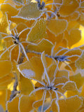 Frost on Cottonwood Leaves