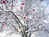 Mountain Ash Tree and Berries in Freshly Fallen Snow in Whitefish  Montana  USA