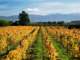 Schubert Vineyard  Martinborough  Wairarapa  North Island  New Zealand