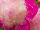 Peony with Raindrops  Olympic Peninsula  Washington  USA