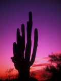 Colorful Cactus in the Sunset  Arizona  USA