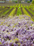 Workers in Vineyards with Wisteria Vines  Groth Winery in Napa Valley  California  USA