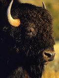 Bison Bull Portrait