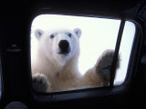 Polar Bear Looking through Truck Window  Arctic National Wildlife Refuge  Alaska  USA