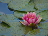 Water Lily in the Japanese Gardens  Washington Arboretum  Seattle  Washington  USA