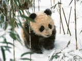 Panda Cub on Snow  Wolong  Sichuan  China