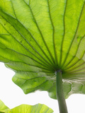 Lotus Leaf Texture