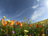 Poppies and Desert Dandelion Spring Bloom  Lancaster  Antelope Valley  California  USA