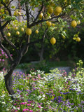 Garden Detail  San Domenico Palace Hotel  Taormina  Sicily  Italy