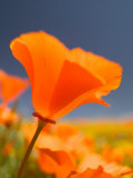 Poppies in Spring Bloom  Lancaster  California  USA
