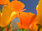 Poppies in Spring Bloom  Lancaster  California  USA