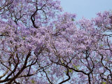 Jacarandas Trees Bloom in City Parks  Parque 3 de Febrero  Palermo  Buenos Aires  Argentina