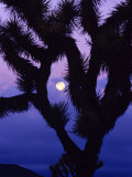 Joshua Tree with Moonset  Joshua Tree National Park  California  USA