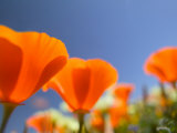 Poppies in Spring Bloom  Lancaster  California  USA