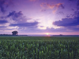 Sunrise over Field Corn  Hermann  Missouri  USA