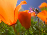 Poppies in Spring Bloom  Lancaster  California  USA