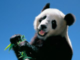 Panda Eating Bamboo  Wolong  Sichuan  China