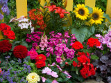 Yellow Picket Fence with Garden of Sunflowers  Delphnium  Zinnia  and Geranium